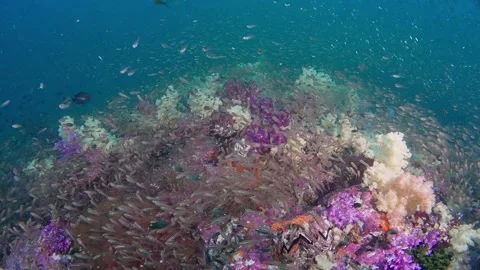Slow cruise over reef of soft coral, covered with glassfish 3 of 5 60fps Vídeo Stock 293537618