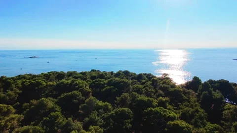 Slow descend over pine forest with ocean Video stock 313504147