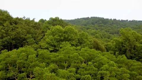 Slow descent into trees on overcast day Stock Footage 158942444