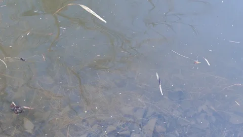 Slow dirty water during spring Stock Footage 114689966
