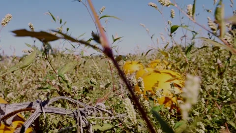 Slow dolly forward between dried plants and organic orange pumpkins on Stock Footage 168800406