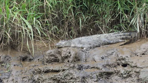 Slow Dolly Left Past Crocodile on Muddy Bank Stock Footage 314925411