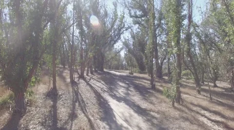 Slow Dolly Move Down a Hiking Trail Video stock 68751060