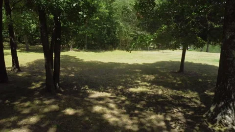 Slow dolly shot backwards through a grove of trees with shadows Stockbeeldmateriaal 200981843