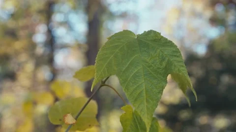 Slow dolly shot of a leaf moving in the wind in a forest Video stock 165767016