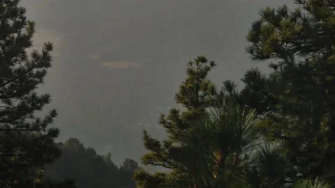 Slow dolly shot of Pine trees in front of a hill 스톡 동영상 142041692