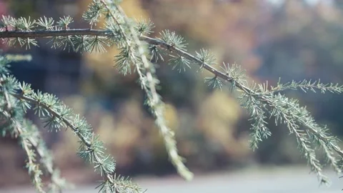Slow dolly shot of a tree branch in morning sunlight Video stock 165766992
