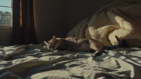 Slow dolly zoom on a tabby cat sleeping on a bed in warm sunlight Stock Footage 345812206