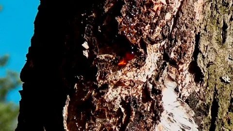 Slow down flight of a falling drop from a birch trunk 库存影片 75203187