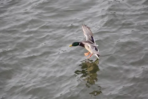 To slow down when landing on the river Drake put forward feet Stock Photos