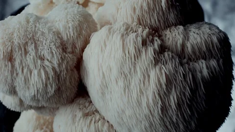 Slow Downward Camera Movement over Fungal Detail 스톡 동영상 332042745