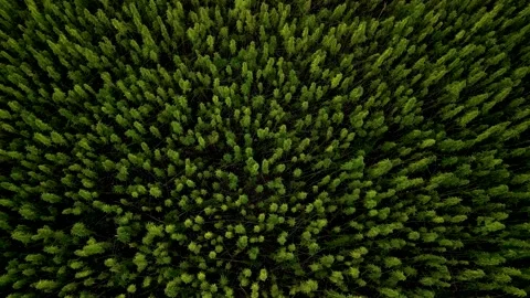 Slow downwards drone flight on hemp cannagis marihuana field Video stock 341705568