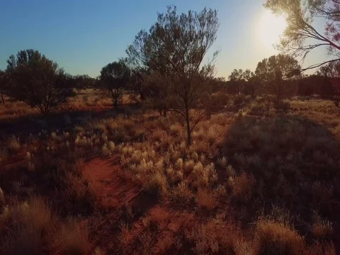 Slow downwards pan of the outback with the sun piercing through trees Stock Footage 79648107