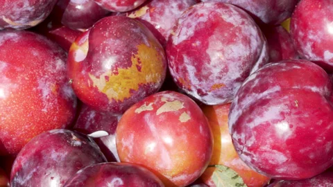 Slow Drifting Close-Up Fresh Ripe Plums Sunlit Fruit Stock Footage 336287682