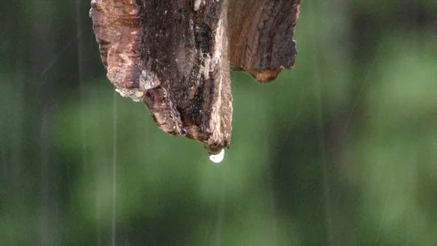 Slow drip off tip of wood during rain Stock Footage 95184473
