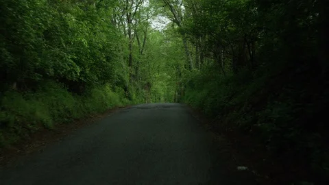 Slow drive through canopy of trees 02 Stock Footage 107998000