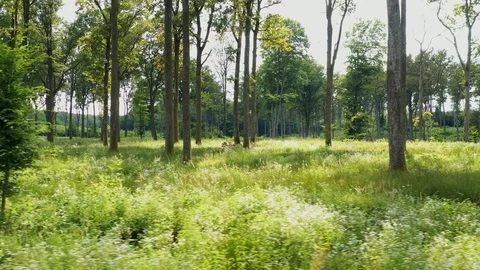 Slow drone flight between the trees in the forest Stock Footage 113422812