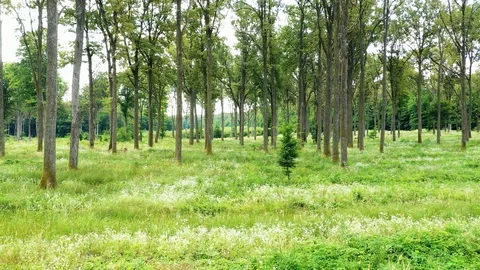 Slow drone flight between the trees in the forest Stock Footage 113448755