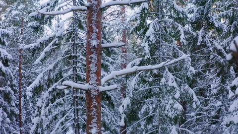 Slow drone flight in an old coniferous forest in winter. Drone flight close tree Stock Footage 264500309