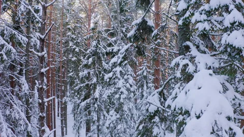 Slow drone flight in an old coniferous forest in winter trees covered with snow Stock Footage 265697278