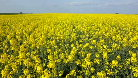 Slow drone flight over blooming yellow rapeseed field on sunny spring day. Stock Footage 306519744