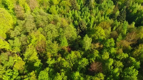 Slow Drone flight over a mixed forest in spring, Central Europe Stock Footage 90557547