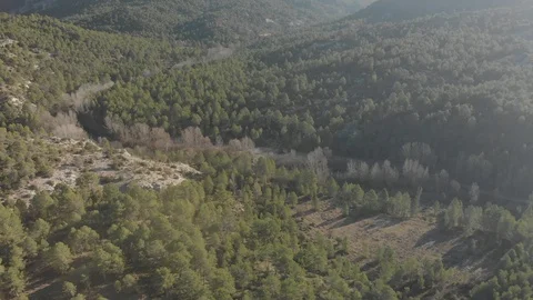 Slow Drone Flight over River and Pines Video stock 103378508