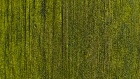 Slow drone flight over a yellow field in the midst of flowering. Stockbeeldmateriaal 141762071