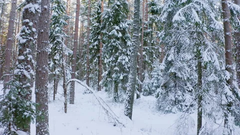 Slow drone flight in a snowy coniferous forest. Winter landscape in the forest. Stock Footage 266835544