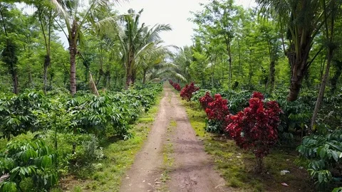 Slow drone flight through coffee plantation in East Java, Indonesia Stock Footage 78431530