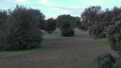 Slow Drone Flight Through Oak Tree Branches in Winter Farmland Stock Footage 328014357