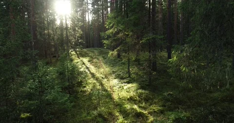 A slow drone flight through old pine grove in Estonian boreal forest 動画素材 136231430