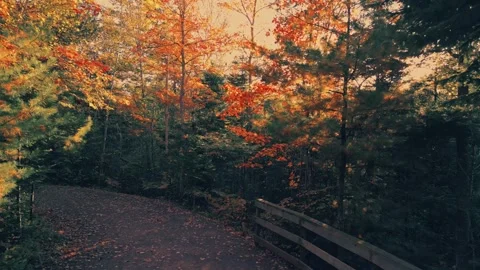 Slow Drone Flight Through The Trees With Beautiful Fall Colours Stock-Footage 255168370