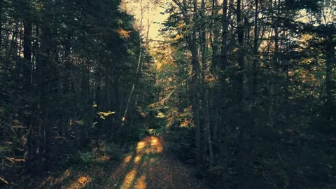 Slow Drone Flight Through The Trees Close Up Shot Video stock 255168387