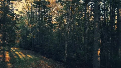 Slow Drone Flight Through The Trees With Sun Rays And Shadows Video stock 255168400