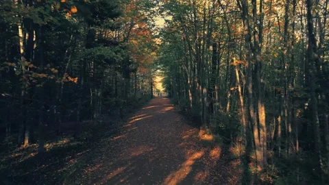 Slow Drone Flight Through The Trees Over A Walking Path Towards The Exit Video stock 255168415
