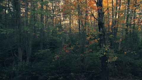 Slow Drone Flight Into The Trees With Beautiful Fall Colours Stock Footage 255168414