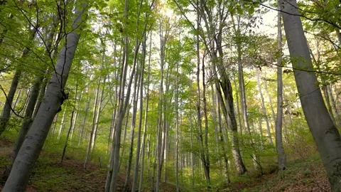 Slow Drone Fly-Through Autumn Forest - Calm Aerial Between Green and Yellow Tree Stock Footage 330496100