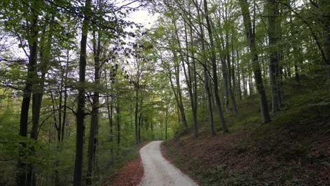 Slow Drone Fly-Through Autumn Forest - Calm Aerial Movement Green and Yellow Tre Stock Footage 330496118