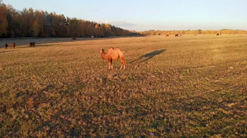A slow drone flyby of a camel grazing on the grass on a farm Stock Footage 167684489