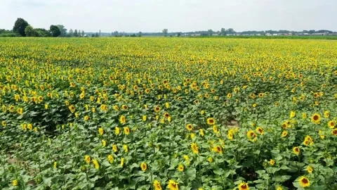 Slow drone flying over sunflower field Stock Footage 220145761