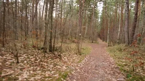 Slow drone flythrough of wooded trail Stock Footage 321423203