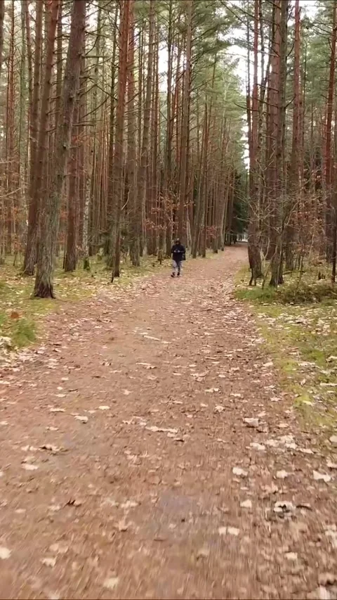 Slow drone flythrough of wooded trail , Vertical 9:16. Stock Footage 322022010