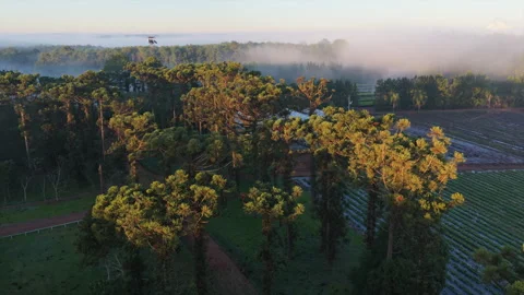 Slow drone forward flyover above Araucaria grove and farmland near Puerto 库存影片 341489888