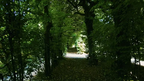 Slow Drone Forward Through Dark Tree Tunnel in Rogalin Palace Park Stock Footage 323773604