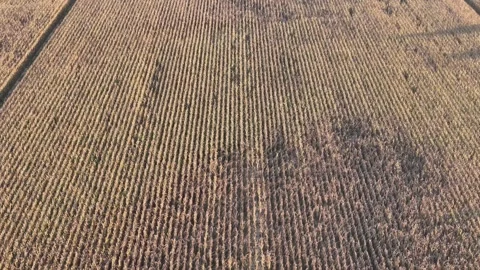 Slow drone glide above patterned cornfield, San Pietro in Cerro, Po Valley Stock Footage 321387514