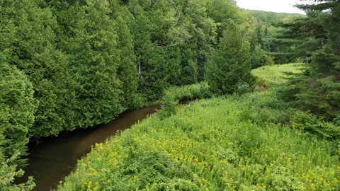 Slow Drone Glide Through Lush Forest and River Clearing Stock Footage 315829067