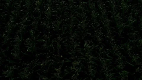Slow Drone Glides Above Dark Cornfield Rows Creating Moody Agricultural Pattern Stock Footage 344096439