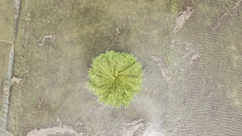 Slow Drone Rise Focused on a Standing Bundle of Harvested Jute in Water Stock-Footage 345966375