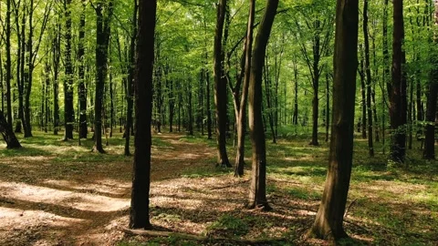 Slow Drone Shot Flying Through Trees 스톡 동영상 132582984